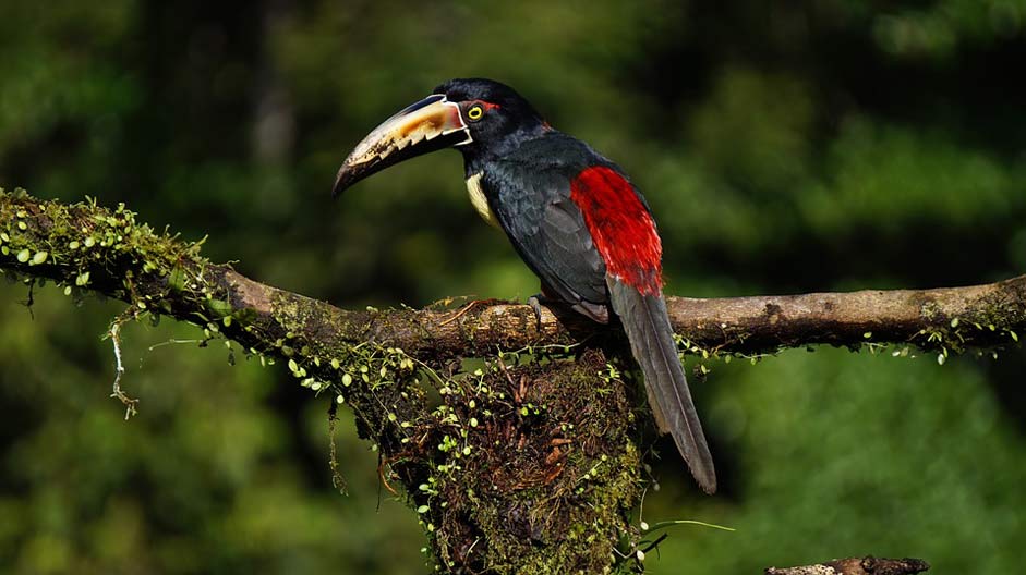 Jungle Costa-Rica Bird Collard-Araceri