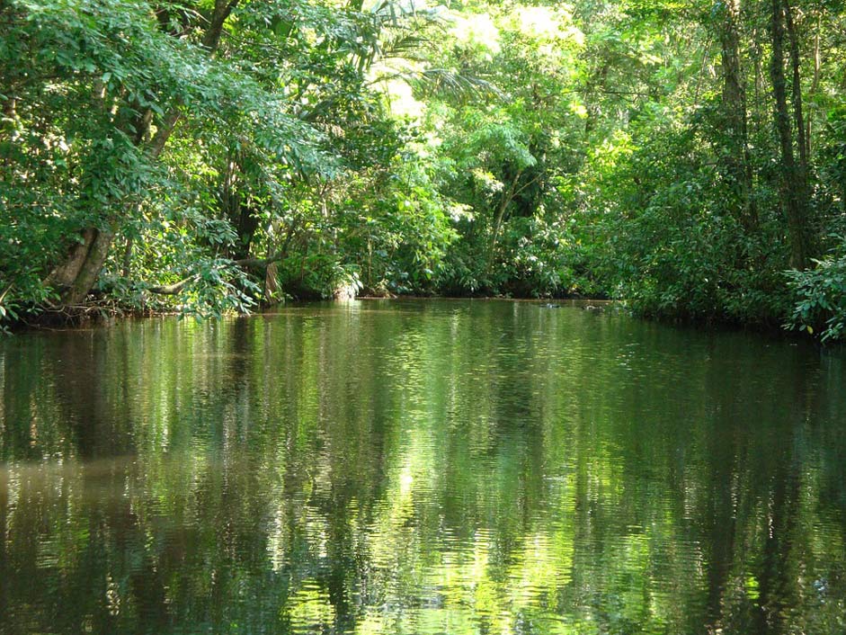  Jungle Tortuguero Costa-Rica