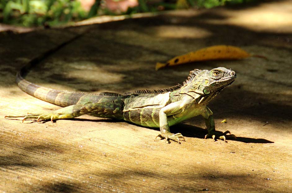 Tropical Central-America Tropics Costa-Rica