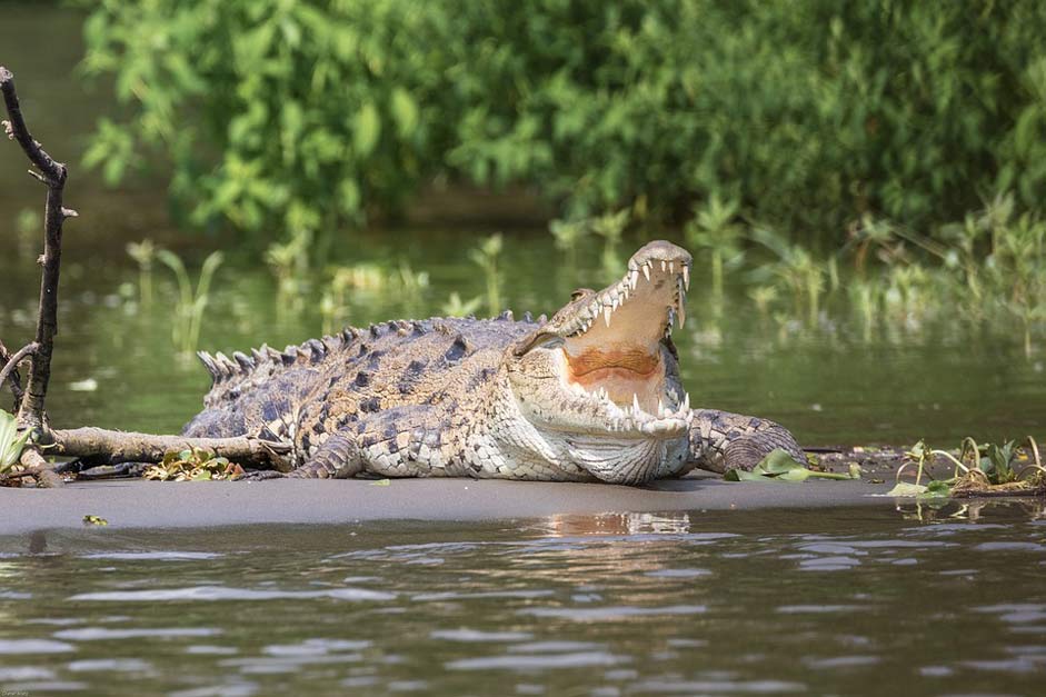 Predator Dangerous Reptile Crocodile