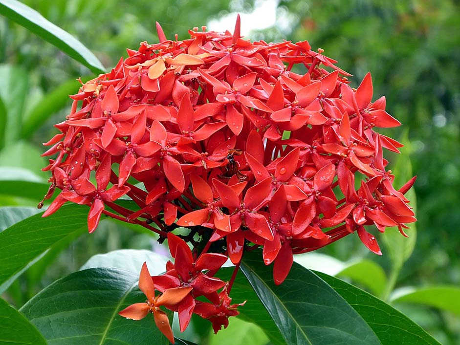 Ixora Plant Red Flower