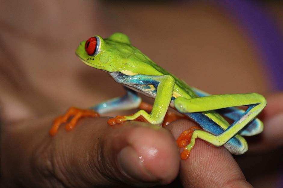 Vivid Bright Costa-Rica Frog