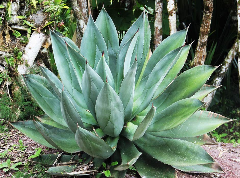 Exotic Fleshy-Leaves Leaves Giant-Aloe-Vera