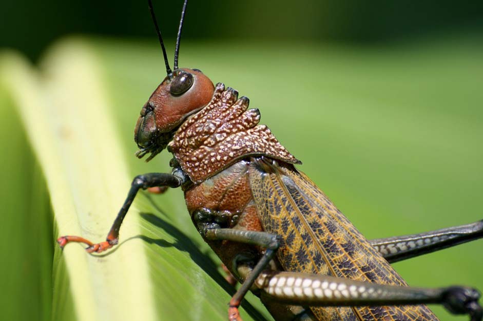  Costa-Rica Insect Grasshopper