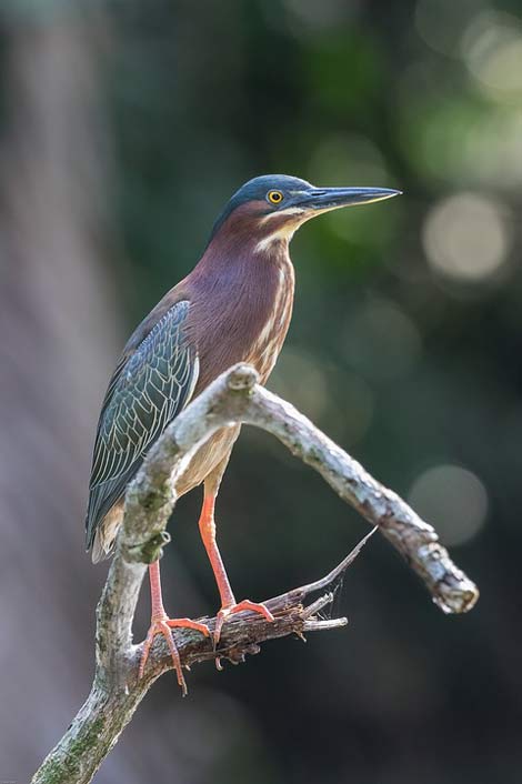 Bird Heron Water-Bird Green-Heron