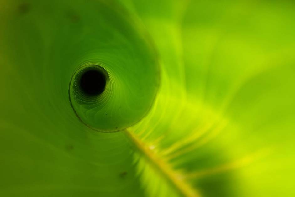 Green-Plant New Unfurling Heliconia-Leaf