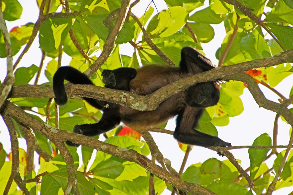 Siesta Costa-Rica Monkey Howler-Monkey