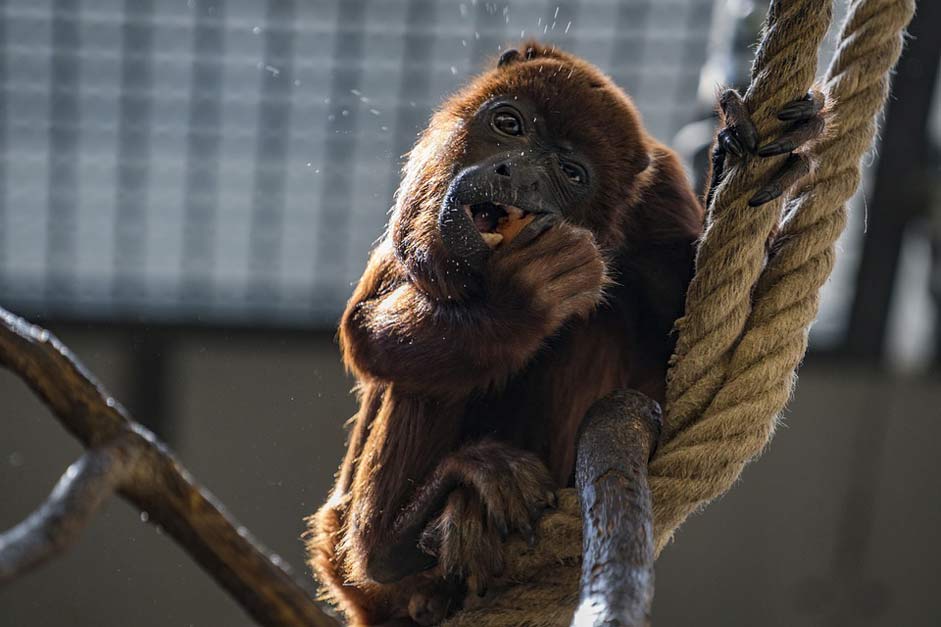 Animal Primates Monkey Howler-Monkey