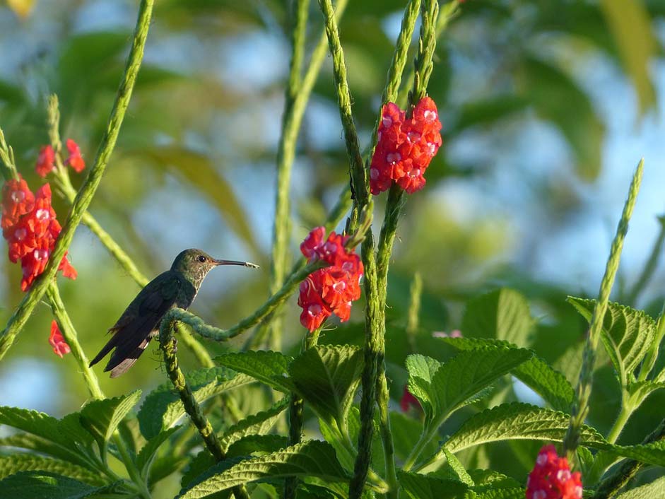 Exotic Flowers Bird Hummingbird
