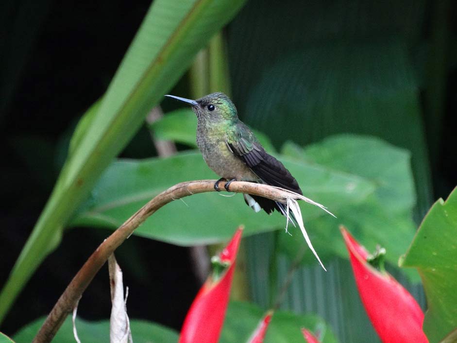 Bird Tropical Flowers Hummingbird