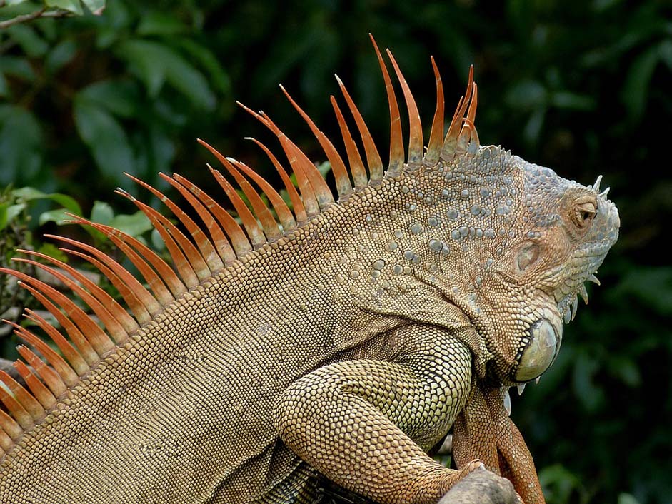 Reptile Dragon Claw Iguana