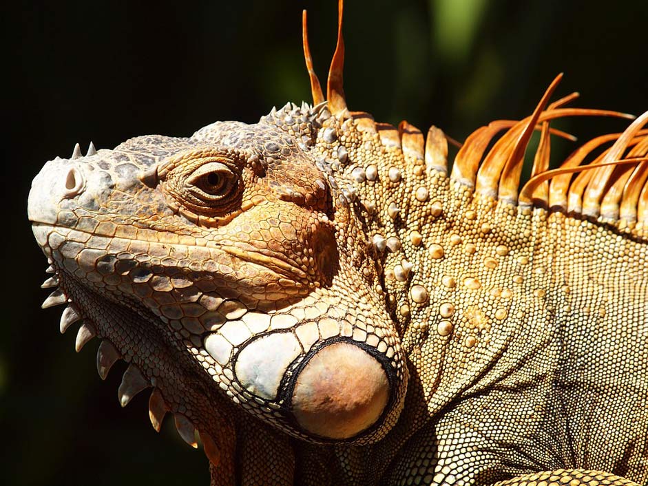 Central-America Reptile Costa-Rica Iguana