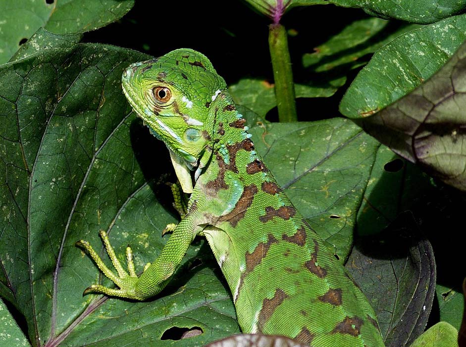 Tropics Green Reptile Lizard