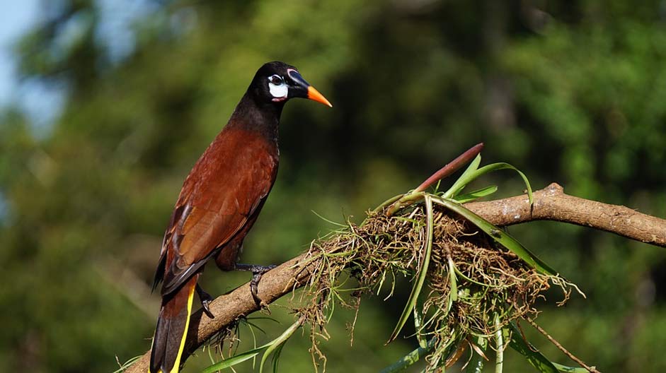 Rain-Forest Nature Costa-Rica Montesuma-Oropendola