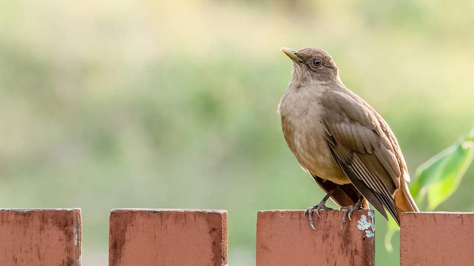 Animal Wildlife Bird Nature