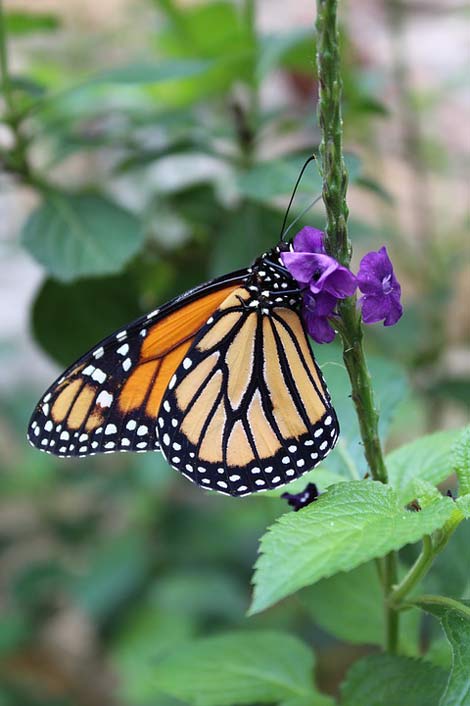 Insect Outdoors Butterfly Nature