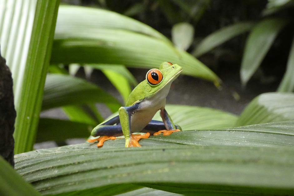 Costa-Rica Green-Frog Forest Nature