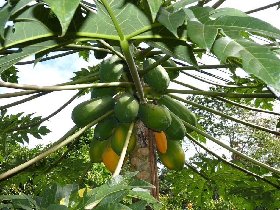 Healthy South-America Jungle Papaya