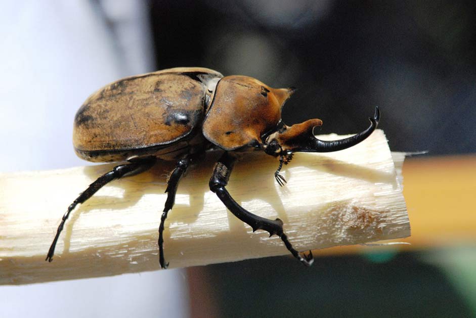 Riesenkaefer Insect Beetle Rhinoceros-Beetle