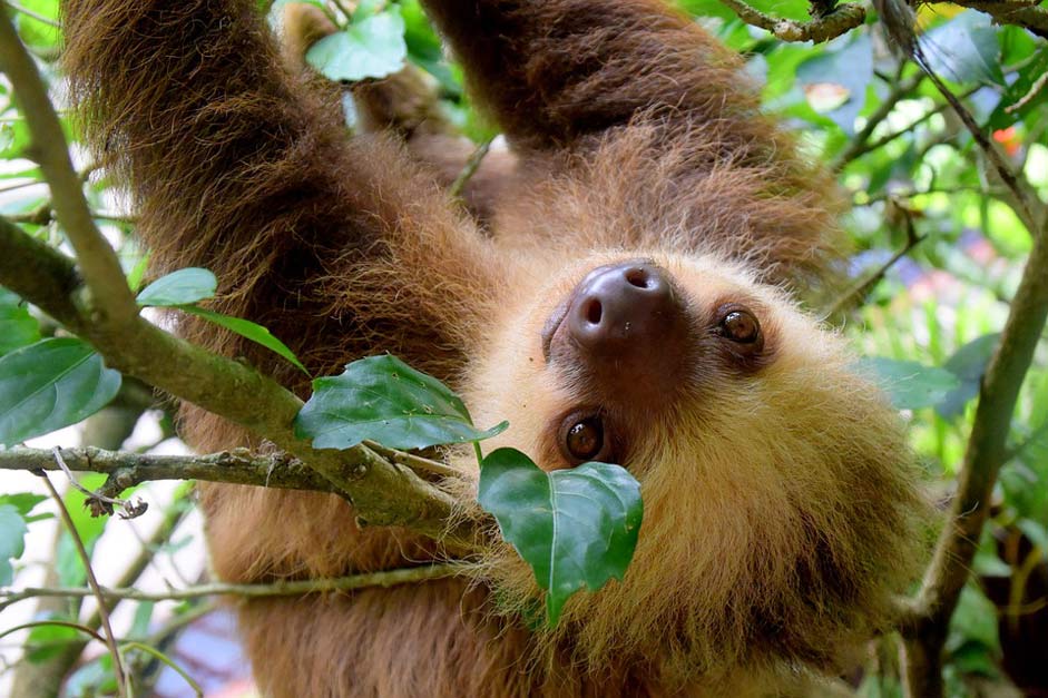 Rainforest Puerto-Viejo Costa-Rica Sloth