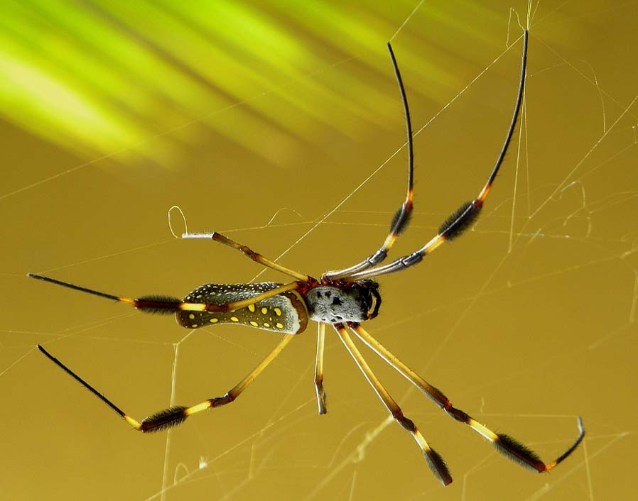Nephila Spider-Silk Golden Spider