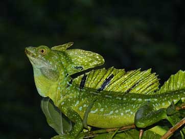 Lizard Reptile Animal Basilisk Picture