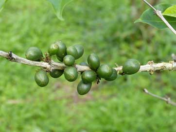 Coffee-Beans Beans Berries Coffee Picture