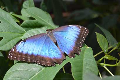 Morpho-Peleides Bug Blue Butterfly Picture