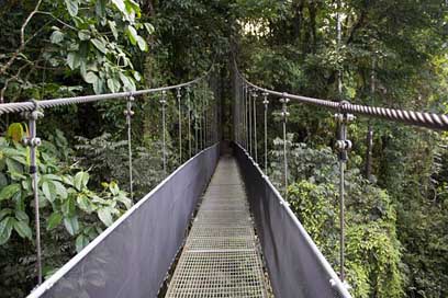 Bridge  Costa-Rica Rain-Forest Picture