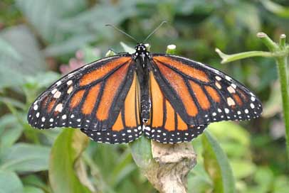 Butterfly  Insect Costa-Rica Picture