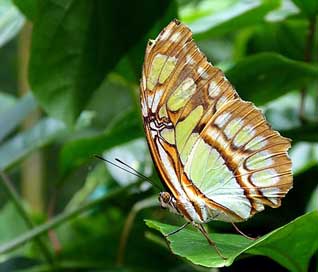 Butterfly Animal Costa-Rica Lepidoptera Picture