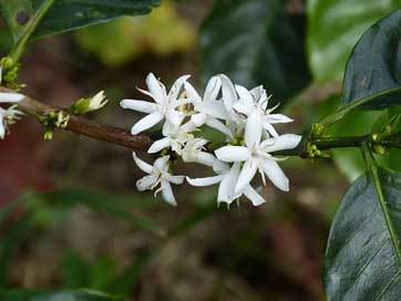 Coffee-Flower Blossom Coffee Coffee-Shrub Picture