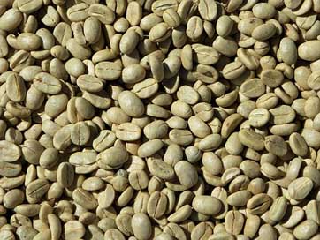 Green-Coffee Arabica Coffee Coffee-Beans Picture