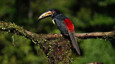 Collard-Araceri Jungle Costa-Rica Bird Picture