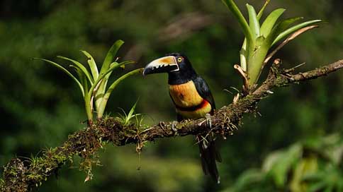 Collard-Araceri  Rain-Forest Costa-Rica Picture