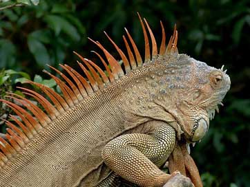 Iguana Reptile Dragon Claw Picture