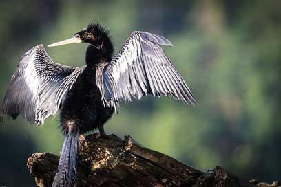 Darter Water-Bird Fish-Eater Heron Picture