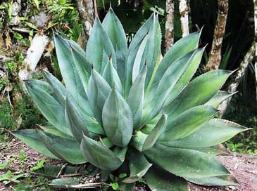 Giant-Aloe-Vera Exotic Fleshy-Leaves Leaves Picture