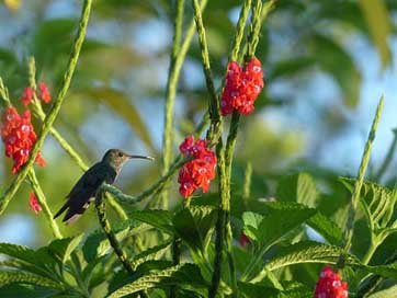 Hummingbird Exotic Flowers Bird Picture
