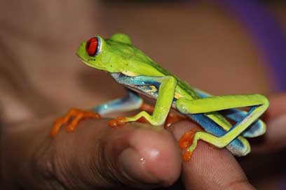 Frog Vivid Bright Costa-Rica Picture