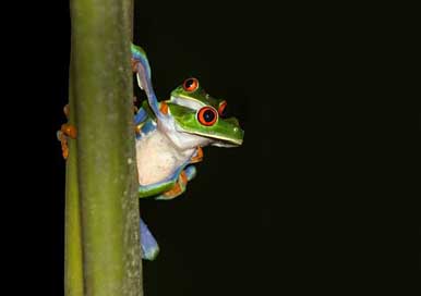 Frog Tropics Costa-Rica Red-Eyed-Tree-Frog Picture