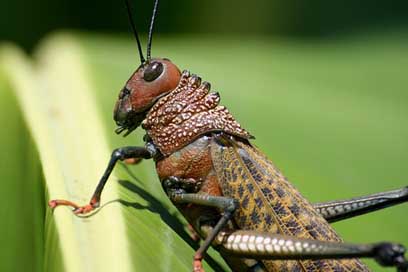 Grasshopper  Costa-Rica Insect Picture