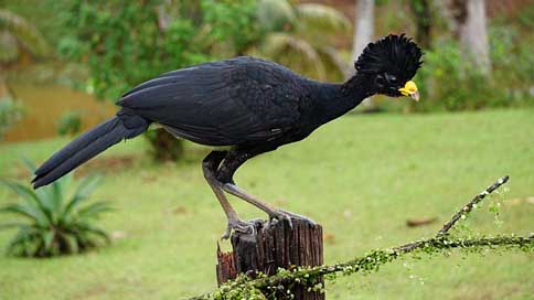 Great-Curassow Black Costa-Rica Bird Picture