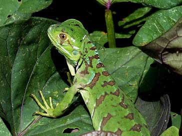 Lizard Tropics Green Reptile Picture