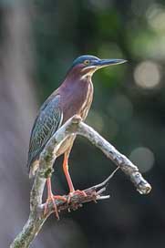 Green-Heron Bird Heron Water-Bird Picture