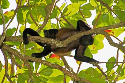 Howler-Monkey Siesta Costa-Rica Monkey Picture