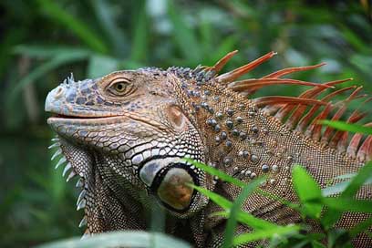 Iguana Wildlife Costa-Rica Reptile Picture
