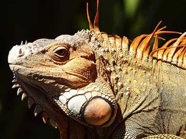 Iguana Central-America Reptile Costa-Rica Picture