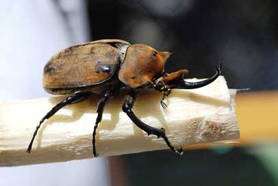 Rhinoceros-Beetle Riesenkaefer Insect Beetle Picture