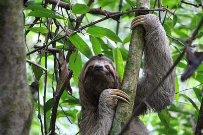 Sloth Costa-Rica Jungle Three-Finger-Sloth Picture
